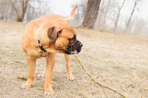 Junior dog bulmastiff — Stock Photo, Image