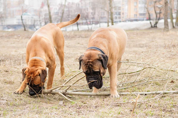 Cachorro y adulto bullmastiff — Foto de Stock