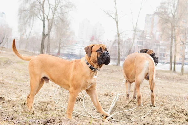 子犬および大人犬 — ストック写真