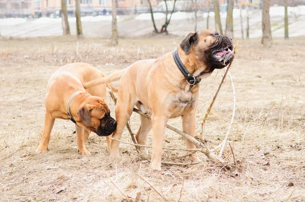 Puppy and adult dogs — Stock Photo, Image