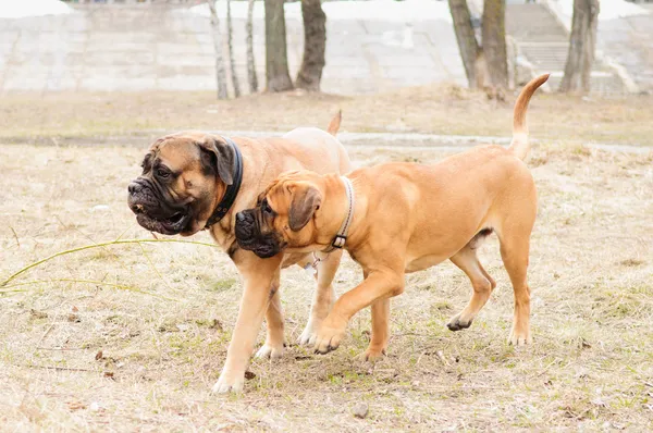 Cachorros e cães adultos — Fotografia de Stock