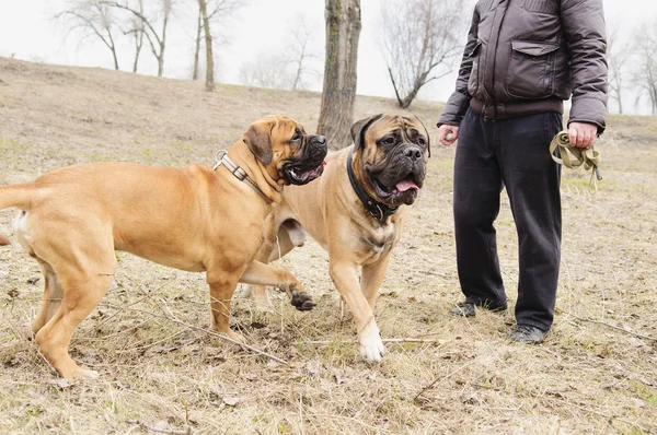 Собаки bulmastiff грав — стокове фото