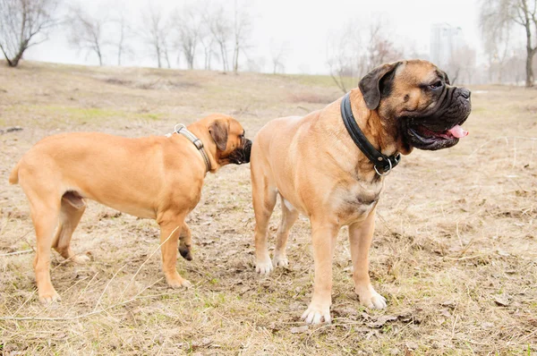 Welpen und erwachsene Hunde — Stockfoto