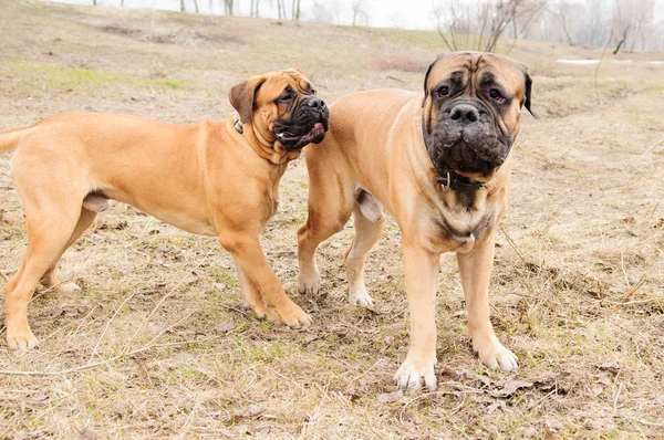 Valp och vuxen hund — Stockfoto