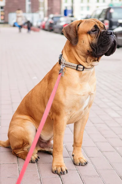 Bullmastiff dog portrait — Stock Photo, Image