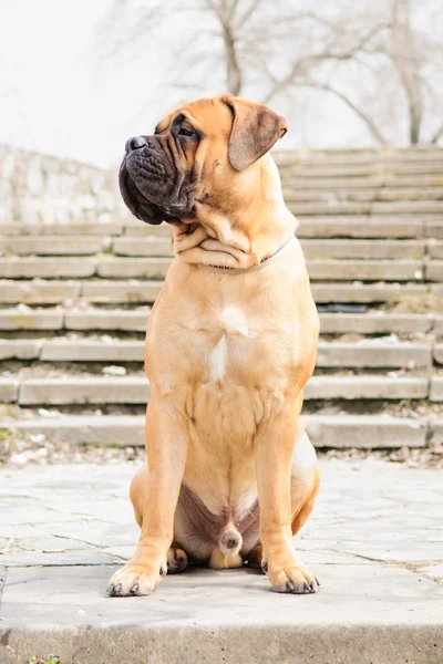 Anjing bullmastiff junior — Stok Foto