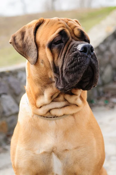 Bullmastiff portrait de chien — Photo