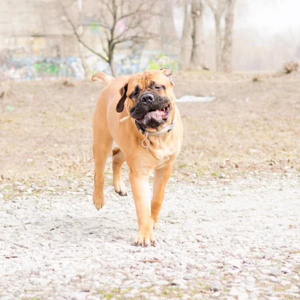 Junior κουτάβι bullmastiff — Φωτογραφία Αρχείου