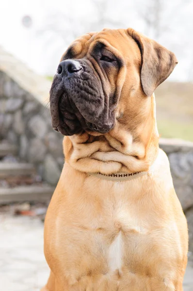Bullmastiff köpek portre — Stok fotoğraf