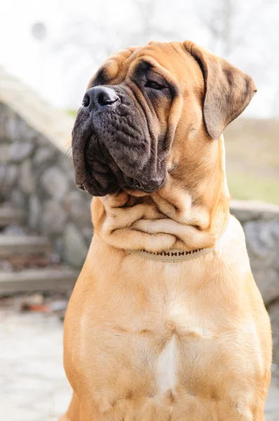 Bulldoggen-Porträt — Stockfoto