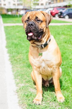 küçük köpek yavrusu bullmastiff