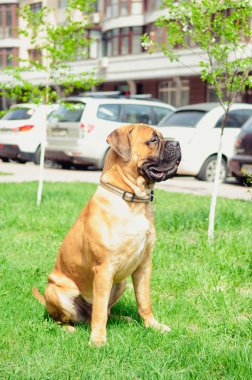 küçük köpek yavrusu bullmastiff