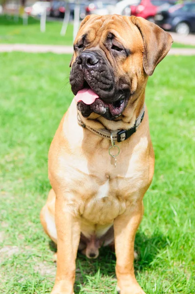 Junior κουτάβι bullmastiff — Φωτογραφία Αρχείου