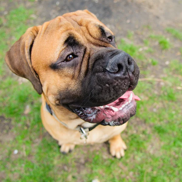 Potret anjing bullmastiff — Stok Foto