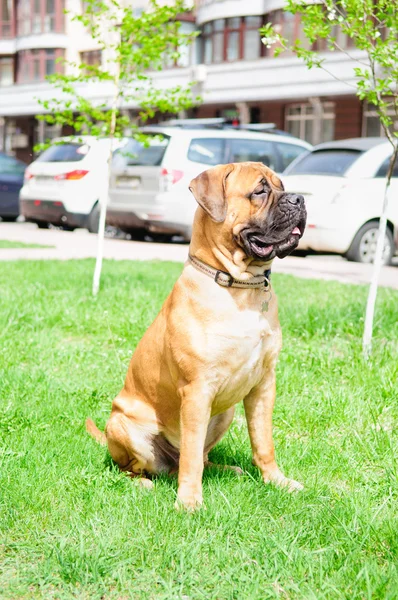 Junior κουτάβι bullmastiff — Φωτογραφία Αρχείου