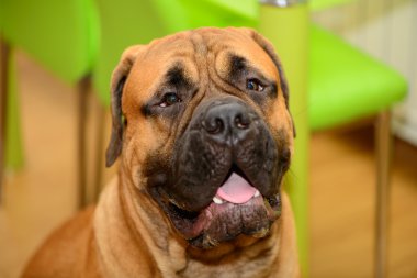 bullmastiff köpek portre