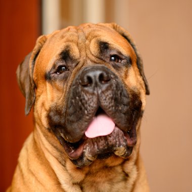 bullmastiff köpek portre
