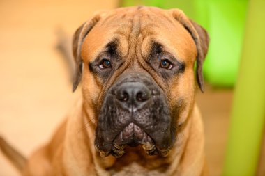 bullmastiff köpek portre