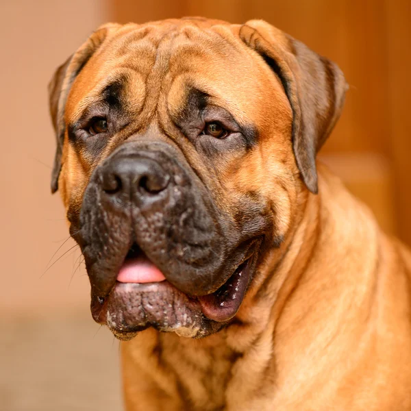 Bullmastiff hund porträtt — Stockfoto