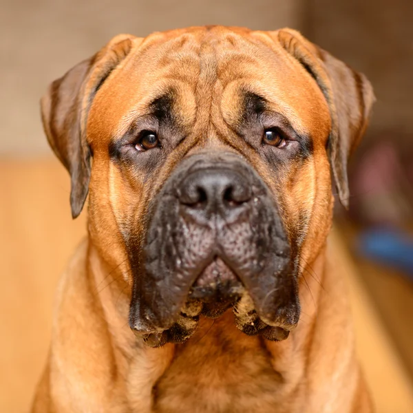 Close-up πορτρέτο του σκύλου — Φωτογραφία Αρχείου