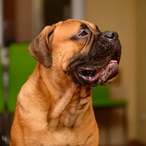 Bullmastiff πορτρέτο σκυλί — Φωτογραφία Αρχείου