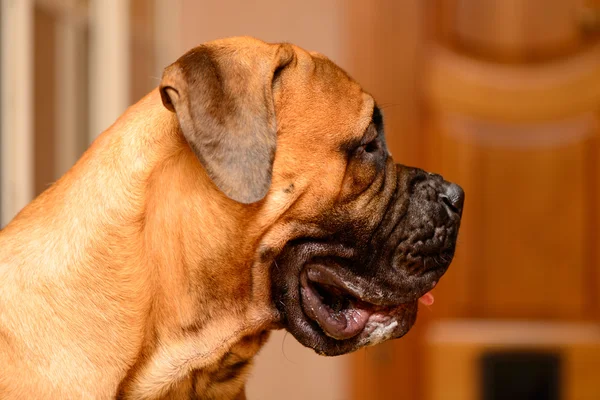 Bullmasztiff kutya portré — Stock Fotó