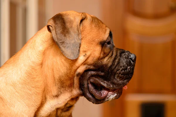 Bullmastiff portrait de chien — Photo