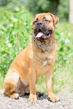 Genç bullmastiff köpek