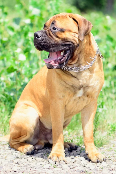 Jonge bullmastiff hond zit — Stockfoto