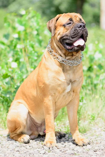 Jovem Bullmastiff cão — Fotografia de Stock