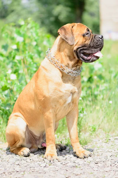 Jovem Bullmastiff cão — Fotografia de Stock