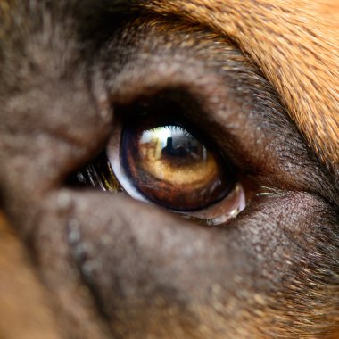 Makro köpek gözlerini
