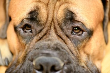 köpeğin göz yakın çekim