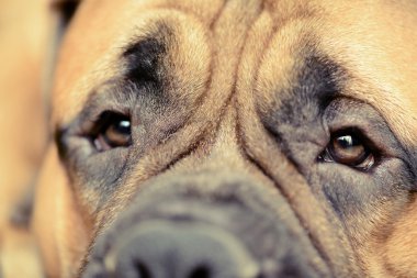 köpeğin göz yakın çekim