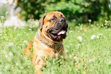 bullmastiff köpek yalan