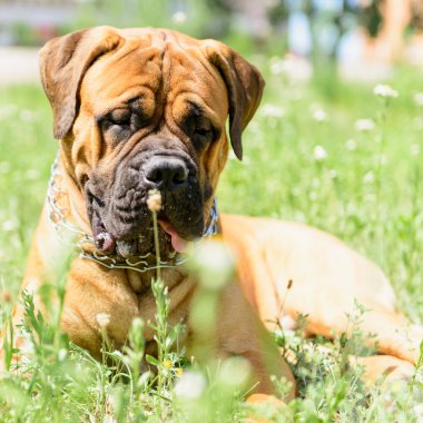 bullmastiff köpek yalan