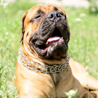 bullmastiff köpek yalan