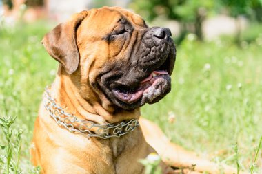 bullmastiff köpek yalan