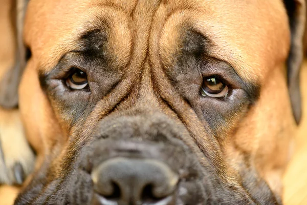 Dog 's eye close-up — стоковое фото