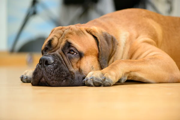 Bullmastiff dog lying — Stock Photo, Image