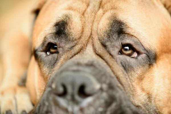 Dog's eye close-up — Stock Photo, Image