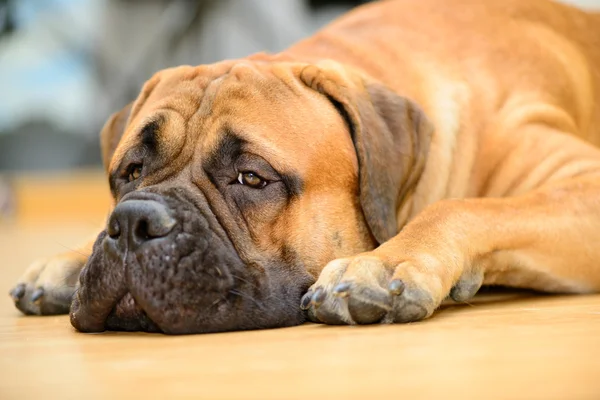 Bullmastiff cane sdraiato — Foto Stock