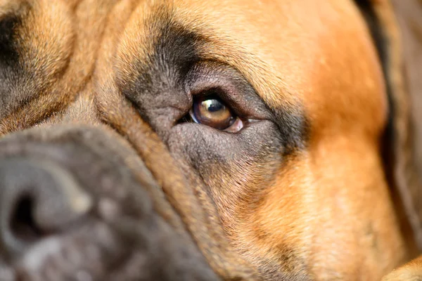 Dog's eye close-up — Stock Photo, Image