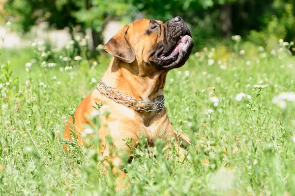 Bullmastiff 개 거짓말 — 스톡 사진