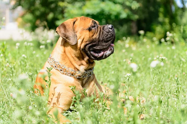 Bullmastiff σκυλί που βρίσκεται — Φωτογραφία Αρχείου