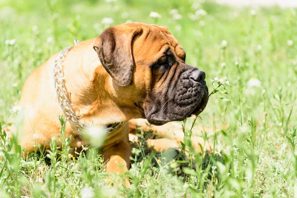 Bullmastiff cane sdraiato — Foto Stock