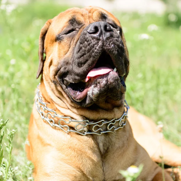 Bullmastiff σκυλί που βρίσκεται — Φωτογραφία Αρχείου