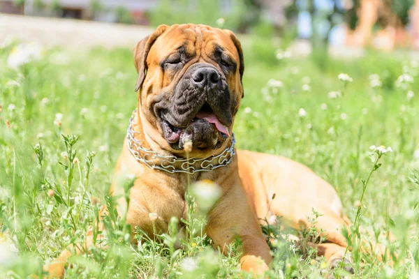 Bullmastiff perro mintiendo —  Fotos de Stock