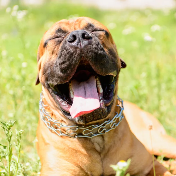 Bullmastiff cane sbadiglia — Foto Stock