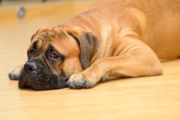 Bullmastiff hund liggande — Stockfoto